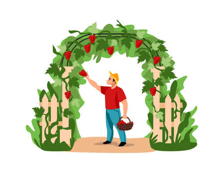 Harvesting. Cartoon man picking grapes. Character holding basket full of berries. Agricultural worker caring of vineyard. Plants entwined wooden arch in garden. Vector countryside sceneのイラスト素材