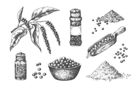 Hand drawn pepper. Kitchen seasoning realistic sketch. Whole or ground pungent spice. Powder heaps, pepper box and scoops full of peas. Vector branch or bowl with cooking ingredientのイラスト素材