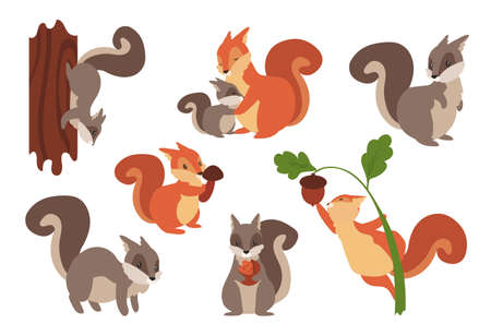Squirrel. Cartoon wild furry animals playing with nuts and acorns, climbing on tree or holding mushrooms. Gray and orange forest dwellers. Vector adorable rodents set with fluffy tailsのイラスト素材