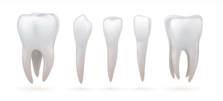 Teeth type. Realistic dental anatomy. 3D incisor and canine, white molar or premolar. Healthy enamel crown with roots. Orthodontic educational set. Vector stomatologic oral hygieneのイラスト素材