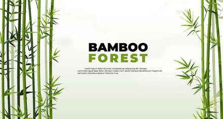 Bamboo forest banner. East Asian tropical plants background. Tree border elements and leaves. Straight trunks and foliage. Vector Japanese or Chinese poster with lettering and copy spaceのイラスト素材