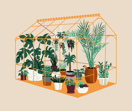 Greenhouse. Botanical house with exotic and home cultivated plants. Modern garden with decorative potted trees. Tropical palms grow in hothouse. Vector cartoon orangery illustrationのイラスト素材