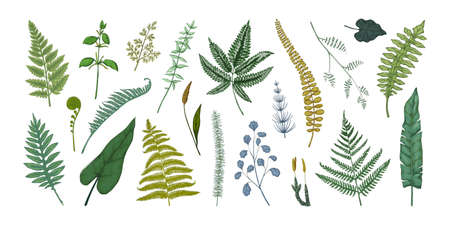Fern leaves. Hand drawn sketch of forest foliage. Plant bourgeons and sprouts. Bracken or horsetail fronds. Vintage botanical collection graphic template. Vector flora elements setのイラスト素材