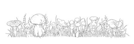 Organic mushrooms. Hand drawn wild forest funguses growing in grass. Natural black and white sketch border. Edible boletus and chanterelle. Herb stems. Vector engraving illustrationのイラスト素材