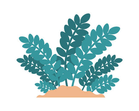 Cartoon plant. Minimalistic zamioculcas growing in sand. Tropical ficus greenery. Isolated foliage element. Natural evergreen African bush with green leaves. Vector houseplant templateのイラスト素材