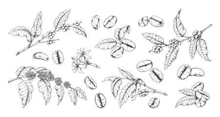 Engraved coffee bean and plant. Hand drawn vintage branches with leaves and flowers. Natural Arabica drink sketch. Tropical crop for caffeine beverage. Vector botanical elements setのイラスト素材