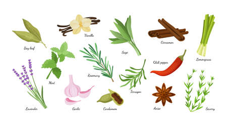 Culinary herbs. Condiment herbal collection. Aromatic vanilla and lavender. Natural cinnamon and cardamom. Fresh lemongrass. Organic anise, mint or tarragon. Vector spicy plants setのイラスト素材