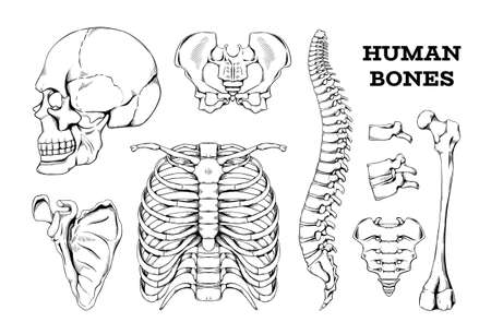 Human bones sketch. Hand drawn anatomy joints or skeleton parts. Spine with vertebrae and femur. Isolated engraving skull. Scapula and thorax. Vector orthopedic medical skeletal setのイラスト素材
