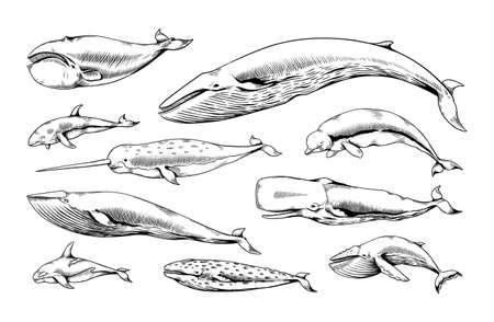 Hand drawn whales. Ocean animal vintage sketch. Narwhal beluga cachalot aquatic species. Marine mammals. Humpback and dolphin. Underwater swimming giant creatures. Vector sea fauna setのイラスト素材