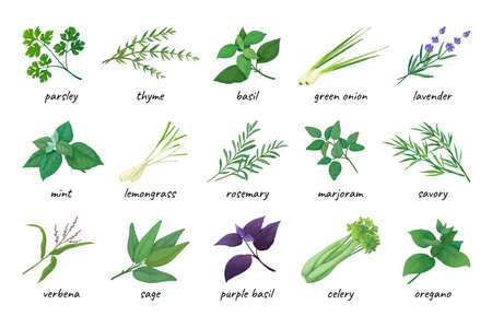 Herb icons. Various cooking ingredients, fresh thyme, coriander and parsley. Green and purple basil, mint and lavender. Medicine herbal leaves, spicy rosemary, dill and sage. Vector elementsのイラスト素材