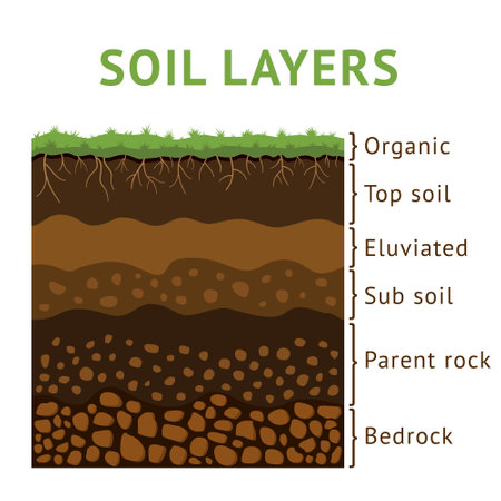 Soil layer section, dirt cross ground. Earth with rock and root plants, formation structure diagram. Diagram or training material. Landscape borders with text. Vector illustration surfaceのイラスト素材