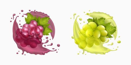Grape bunch, juicy realistic berries with fresh juice in motion. Colorful water drops. Autumn wine plants, red Bordeaux, 3d splash, winery agriculture. Alcohol beverage vector realistic setのイラスト素材