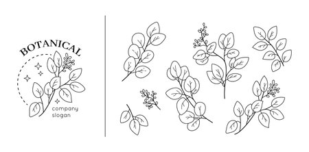 Eucalyptus monogram, herb design elements. Handmade frames with seed, elegant rustic leaves, greenery branches for logotype. Isolated line botanical elements. Vector botanical illustrationのイラスト素材