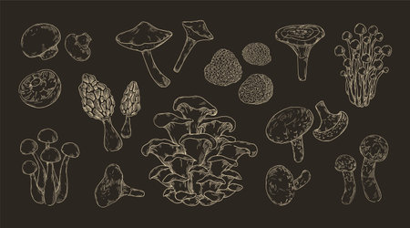 Sketch mushrooms set. Hand drawn fungus types, champignon and shiitake, boletus or chanterelle. Forest natural food. Cooking ingredients, vegetarian healthy plant vector isolated illustrationのイラスト素材