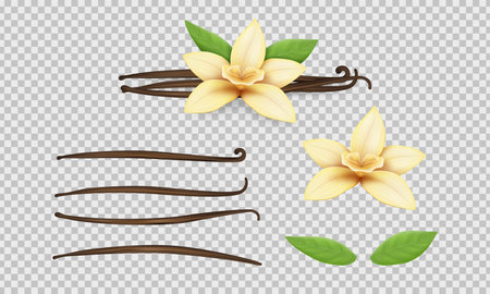 Vanilla realistic set. Bean, yellow flower and leaves. Realistic isolated on transparent background elements, taste pods and sticks, nature floral food, cooking plant. Vector illustration setのイラスト素材