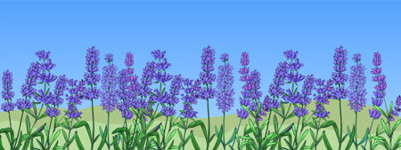 Lavender background. Botanical border. Green field with purple flowers, blue sky. Decorative horizontal banner backdrop. Violet blossom twigs. Herbal decor.. Vector illustrationのイラスト素材