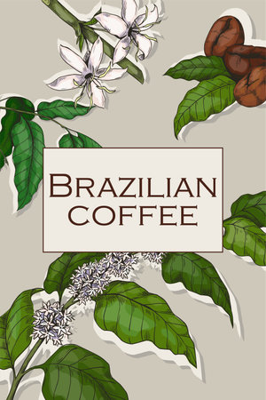 Coffee poster. Branches with leaves and beans and flowers. Colorful sketch style drawing. Product packaging, menu cover, hot beverage. espresso advertising banner. Vector illustrationのイラスト素材