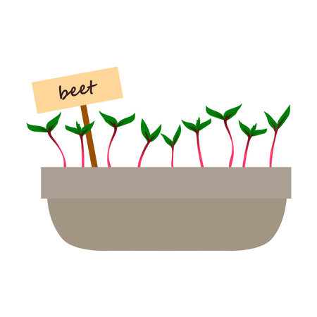 Beet green sprouts in pot. Microgreen growing seed, plant growth at home. Seedling with leaves and roots. Vegetables germination process. Seedlings for planting in garden. Vector organic foodのイラスト素材