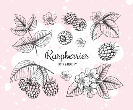 Raspberry sketch. Vintage berry. Tasty and healthy fruit. Blackberry flavor. Outline wild forest leaves. Plant branches. Jam or dessert. Botanical drawing elements. Vector frame bannerのイラスト素材