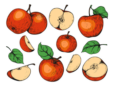 Apple colorful sketch. Hand drawn whole half and slice fruit with leaves. Natural juicy delicious product. Healthy food. Summer agriculture harvest. Vector isolated botanical illustrationのイラスト素材