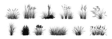 Grass isolated. Black and white graphic art plant, organic nature spice painting. Botany vegetable bouquet silhouette. Natural environment elements different herbals. Vector illustrationのイラスト素材
