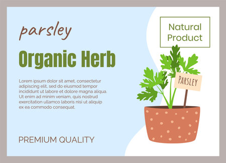 Culinary herb. Herbal leaves. Parsley in flowerpot. Natural product. Greengrocery food label. Organic crop. Vegetarian ingredient. Premium quality spice. Vector marketing banner designのイラスト素材