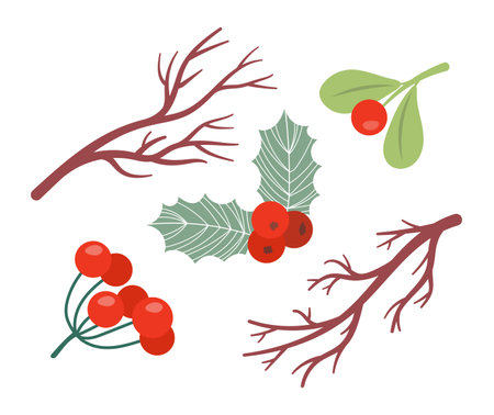 Christmas decorative botanical set. Branches, Mistletoe leaves and rowan berries. Winter season plants. Traditional poinsettia botany. Forest xmas elements. Vector cartoon isolated illustrationのイラスト素材
