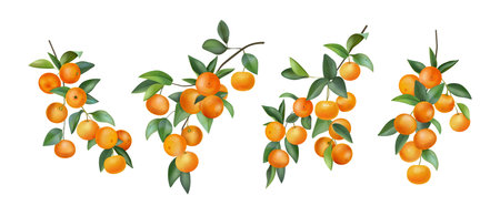 Watercolor mandarin. Fruit tree branch, tropical tangerine leaf and plants, botanical vitamin citrus fresh. Natural tangerine. Vector decorative design tropical orange compositions isolated setのイラスト素材