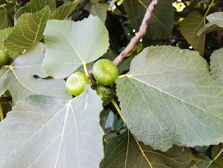 Green fig fruits on the tree in Georgia.