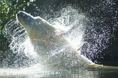 picture of a shaking ice bearの写真素材