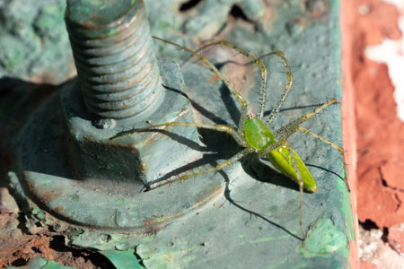A green spider is sitting on a rusty bolt. The bolt is on a metal surface.