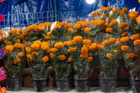 A bunch of cempazuchil flowers are in plastic bags. The flowers are in a row and are in a black pot.の写真素材