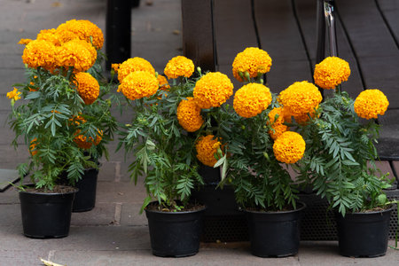 A row of cempazuchil flowers in black pots. The flowers are in a row and are all the same color. Mexican Day of the Dead tradition, offerings, food, colors, decorations, and papel picado, La Catrina.の写真素材