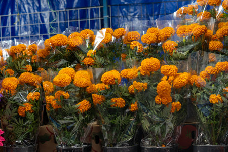 A bunch of orange flowers are in plastic bags. The flowers are in a row and are all the same color.の写真素材