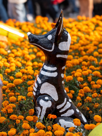 A skeleton dog is sitting in a field of orange flowers. The skeleton dog is black and white. Mexican Day of the Dead tradition, offerings, food, colors, decorations, and papel picado, La Catrina.の写真素材