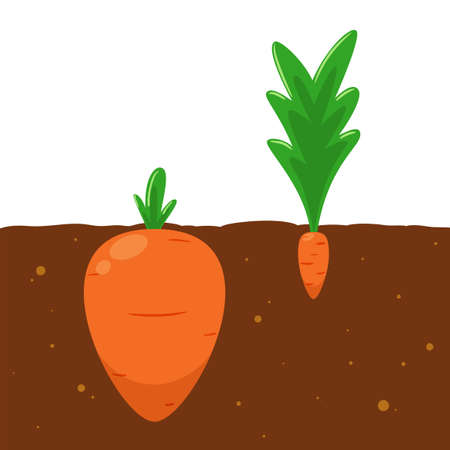 The Big and Small carrots. Isolated Vector illustrationのイラスト素材