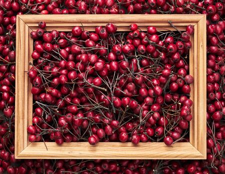 Abstract autumn flat frame composition from red berries of haw thorn, closeup, from above view,...