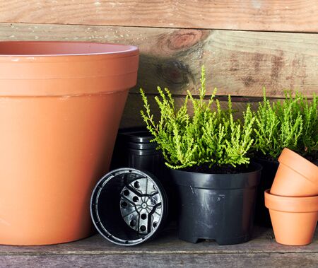 Terracotta clay flower pots around coniferous plants and black plastic containers on wooden table on rustic background, nursery and gardening concept, closeup, copy spaceの写真素材
