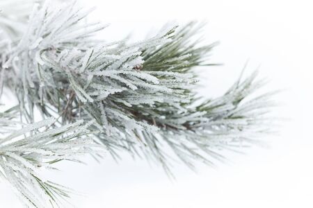 Rimed pine needles with hoarfrost on white snow fogged background, beautiful christmas and new year...