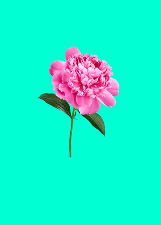 Spring and summer floral holiday design with pink peony isolated on aqua menthe background, copy space, closeupの写真素材