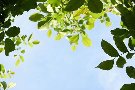 Green spring or summer mockup frame design made of leaves of a tree with empty space in the center, background texture, closeupの写真素材