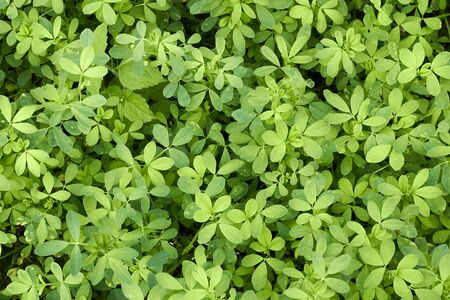 Alfaalfa lucerne plant young growth on bed in the field from above overhead top view, agrarian...