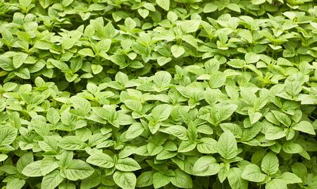 Green amaranth field background, leaf vegetable, cereal plant, source of proteins and amino acids...