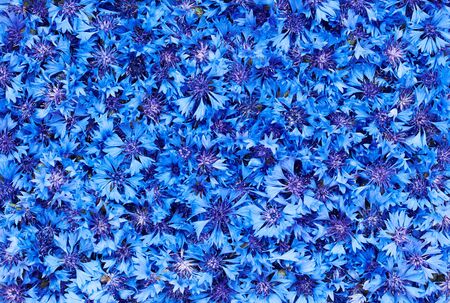 Knapweed floral summer pattern background texture made from bluet buds for your design, closeup, top viewの写真素材