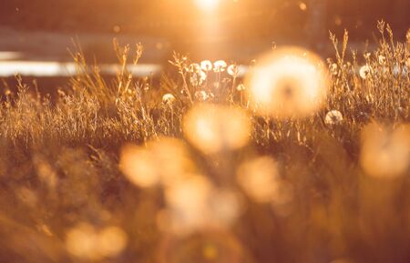 Dandelions shining at sunset, bright warm colors of summer meadow with lake on the background,...