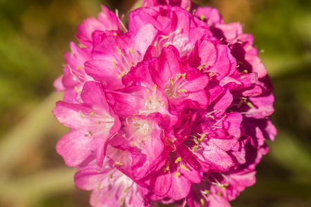 Pink flowers in a spherical groupの写真素材