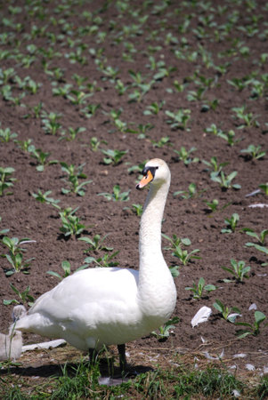 Swanの写真素材