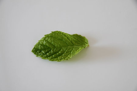 mint leaf singleの写真素材