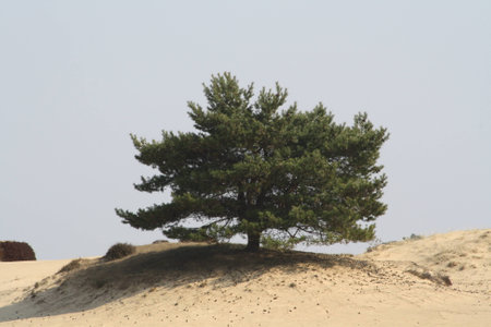 Pine tree in sand duneの写真素材