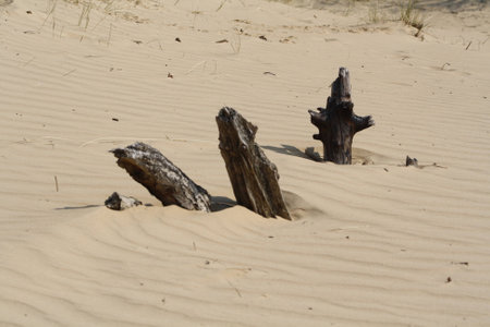 Wood in sandの写真素材